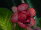 DSCN8225
