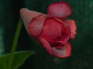 DSCN8226