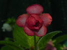 DSCN8227