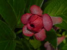 DSCN8229