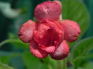 DSCN8274