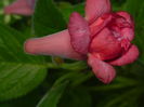 DSCN8278