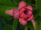 DSCN8279
