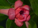 DSCN8280