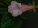 DSCN8283
