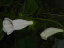 DSCN8285