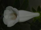 DSCN8286