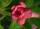 DSCN8287