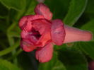 DSCN8288
