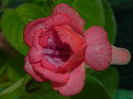 DSCN8337