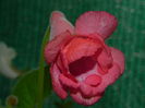 DSCN8339