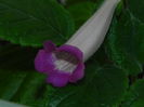 DSCN8342