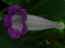 DSCN8343