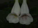 DSCN8344