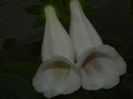 DSCN8345