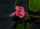 DSCN8356
