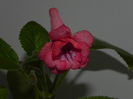 DSCN8358