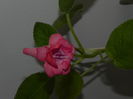 DSCN8363