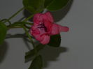 DSCN8364