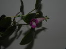 DSCN8368