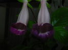 DSCN8372