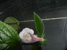 DSCN8385