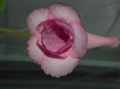 DSCN8392