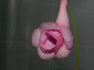DSCN8393