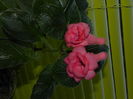 DSCN8417