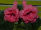 DSCN8420