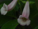 DSCN8942