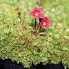 saxifraga_red