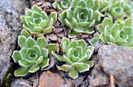 Saxifraga_paniculata_2240_RB1863_Roger_D_Bull_2012(corrected) 