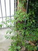 Maclura pomifera