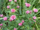 Monarda Cranberry Lace