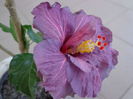 DSC08006