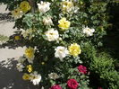 Picture 524