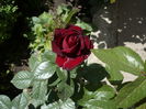 Picture 525