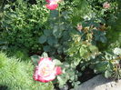 Picture 538