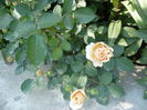 Picture 541