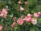 DSCN4554