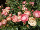 DSCN4644