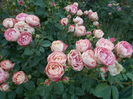 DSCN4735