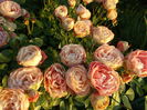 DSCN4867