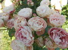 DSCN5037
