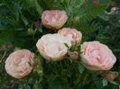 DSCN5163