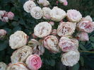 DSCN5208