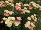 DSCN5384