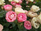 DSCN5385
