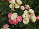 DSCN5387